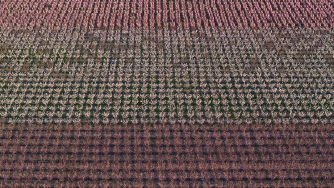 Hatay’da meyve ağaçları rengarenk yaratılıyor 1