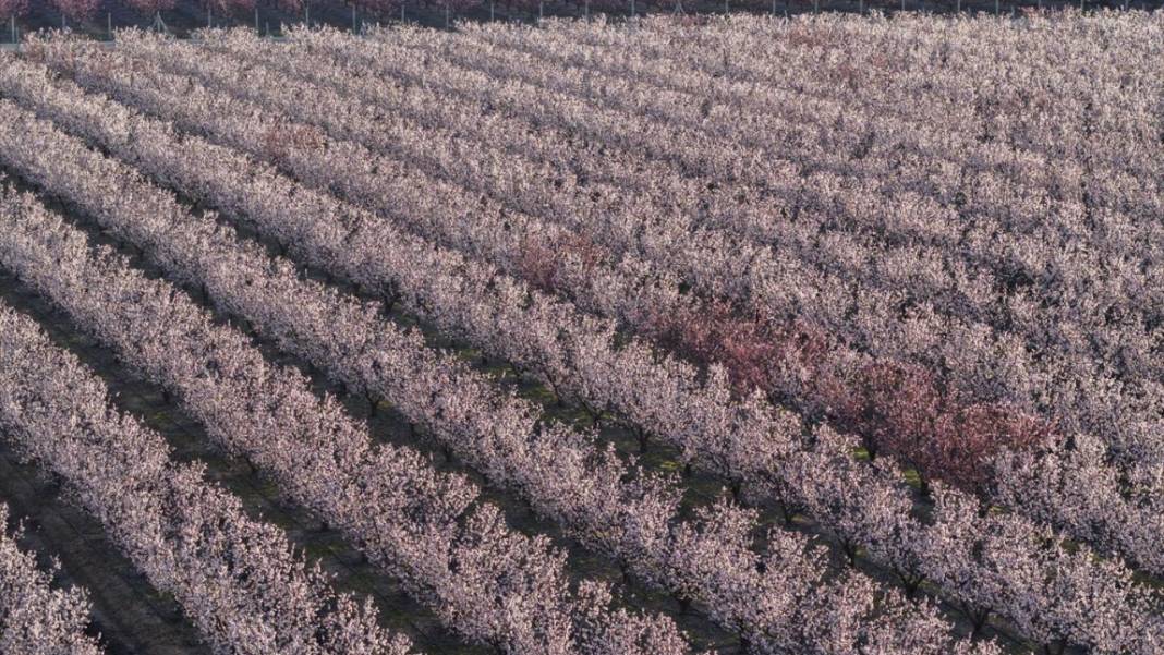 Hatay’da meyve ağaçları rengarenk yaratılıyor 10