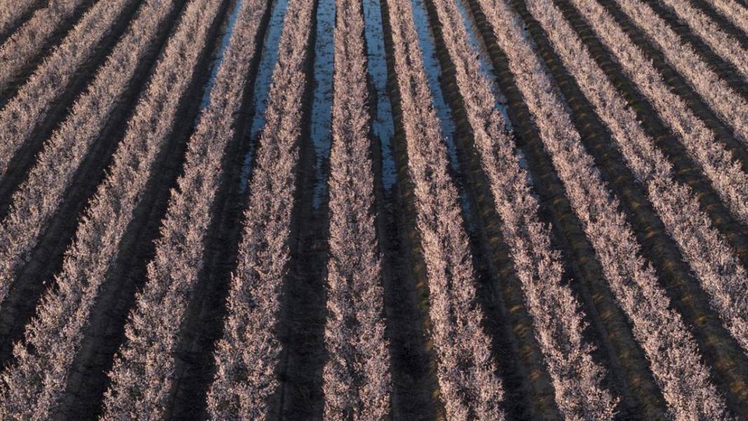 Hatay’da meyve ağaçları rengarenk yaratılıyor 11