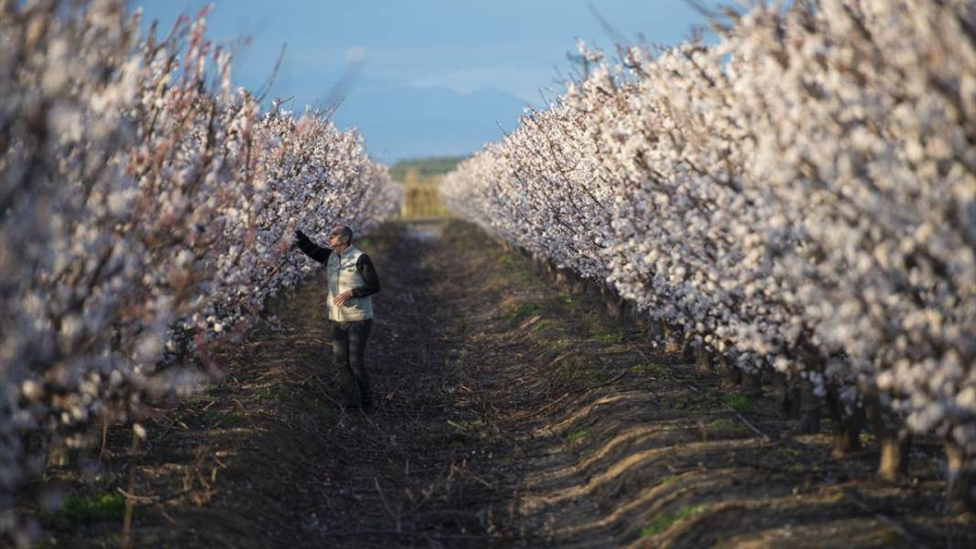 Hatay’da meyve ağaçları rengarenk yaratılıyor 12