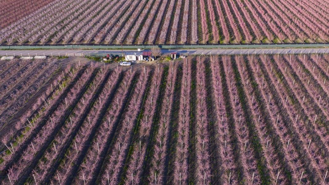 Hatay’da meyve ağaçları rengarenk yaratılıyor 2