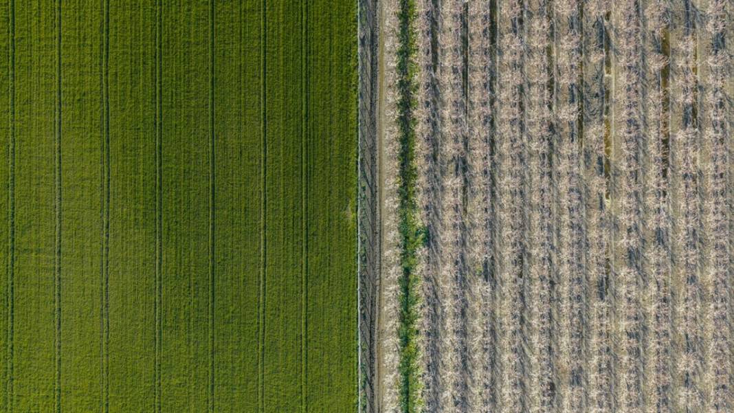 Hatay’da meyve ağaçları rengarenk yaratılıyor 3