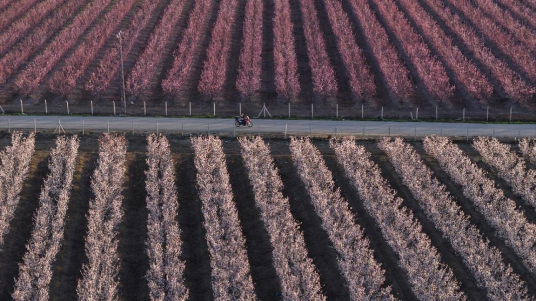 Hatay’da meyve ağaçları rengarenk yaratılıyor 5