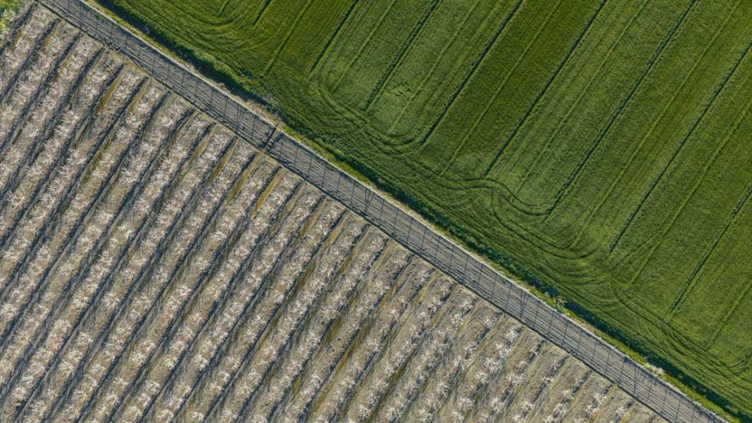 Hatay’da meyve ağaçları rengarenk yaratılıyor 6