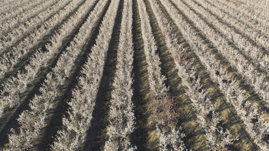 Hatay’da meyve ağaçları rengarenk yaratılıyor 7