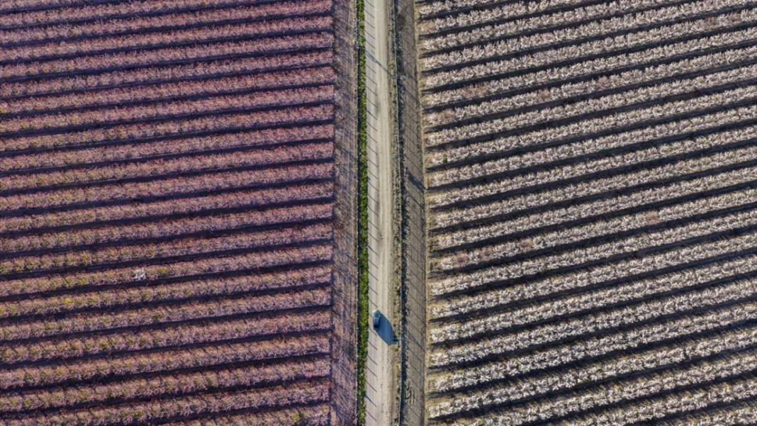 Hatay’da meyve ağaçları rengarenk yaratılıyor 8