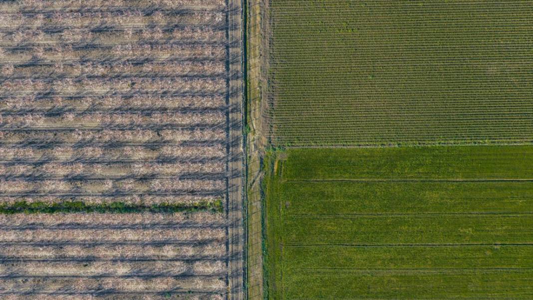 Hatay’da meyve ağaçları rengarenk yaratılıyor 9
