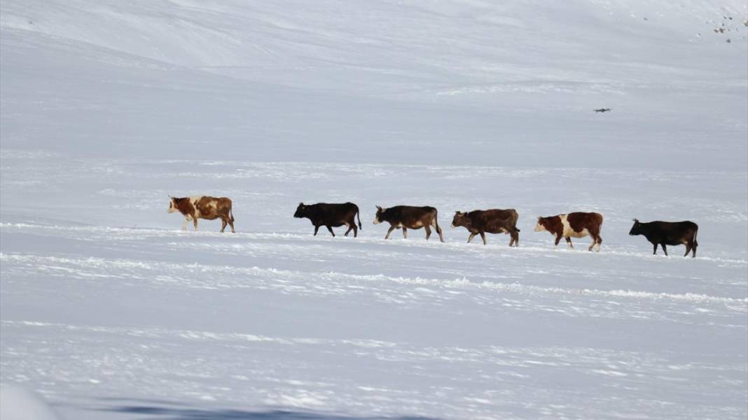 Ağrı'nın köylerinde ev ve ahırlar kara gömüldü 3
