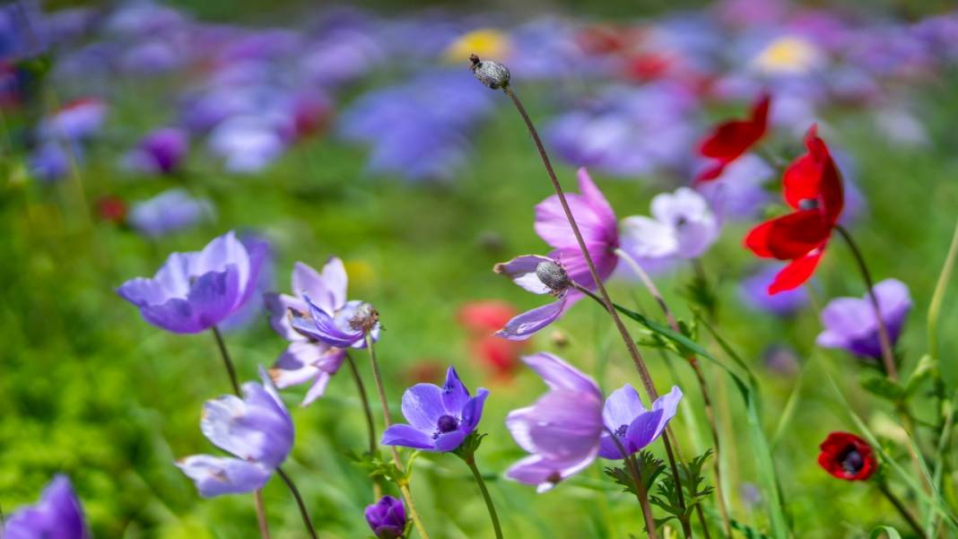Musa Dağı, ilkbaharın tefekkürüne ev sahipliği yapıyor 1