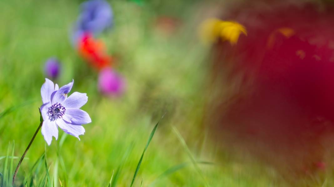 Musa Dağı, ilkbaharın tefekkürüne ev sahipliği yapıyor 10