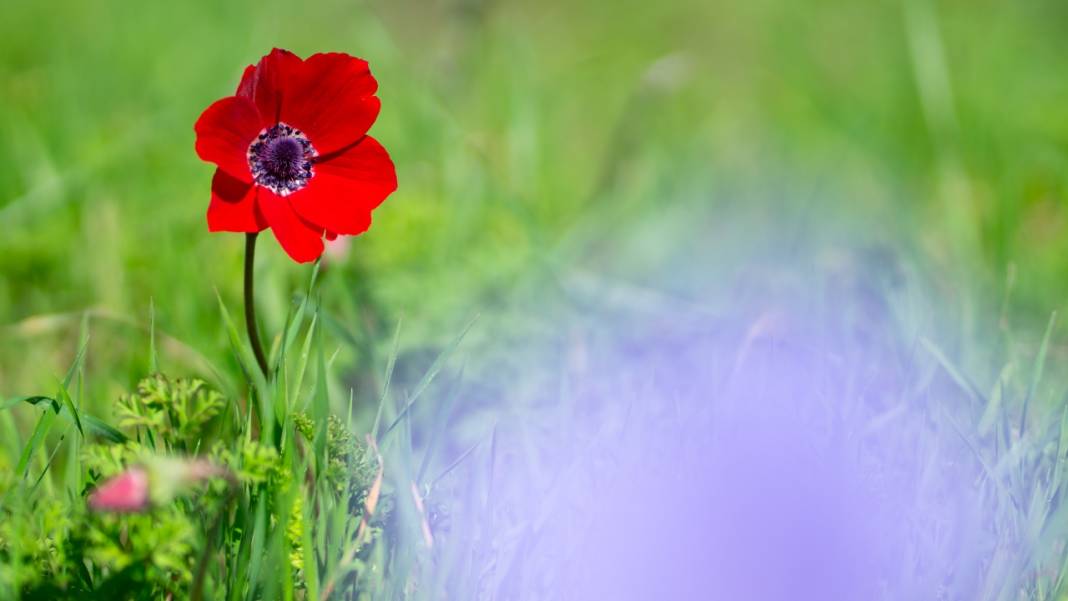 Musa Dağı, ilkbaharın tefekkürüne ev sahipliği yapıyor 11
