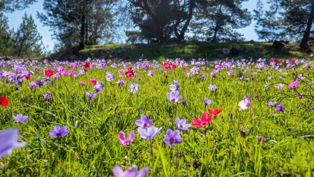 Musa Dağı, ilkbaharın tefekkürüne ev sahipliği yapıyor 13
