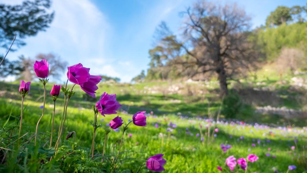 Musa Dağı, ilkbaharın tefekkürüne ev sahipliği yapıyor 14