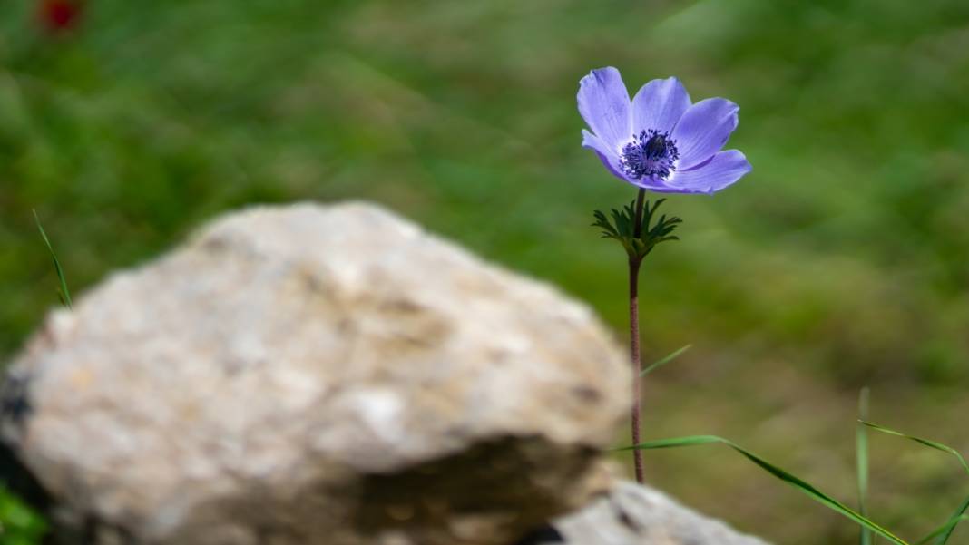 Musa Dağı, ilkbaharın tefekkürüne ev sahipliği yapıyor 2