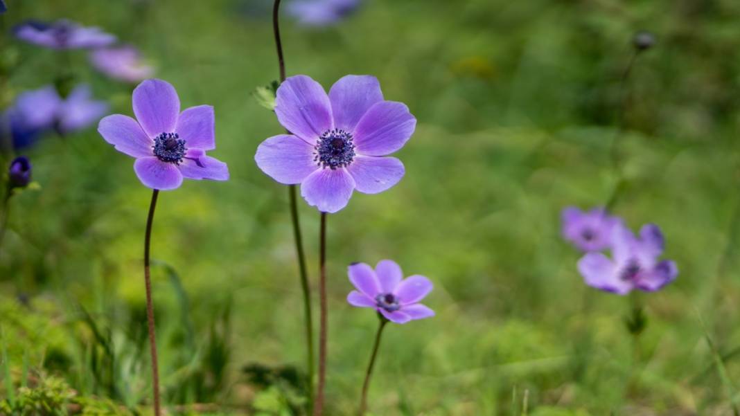 Musa Dağı, ilkbaharın tefekkürüne ev sahipliği yapıyor 3