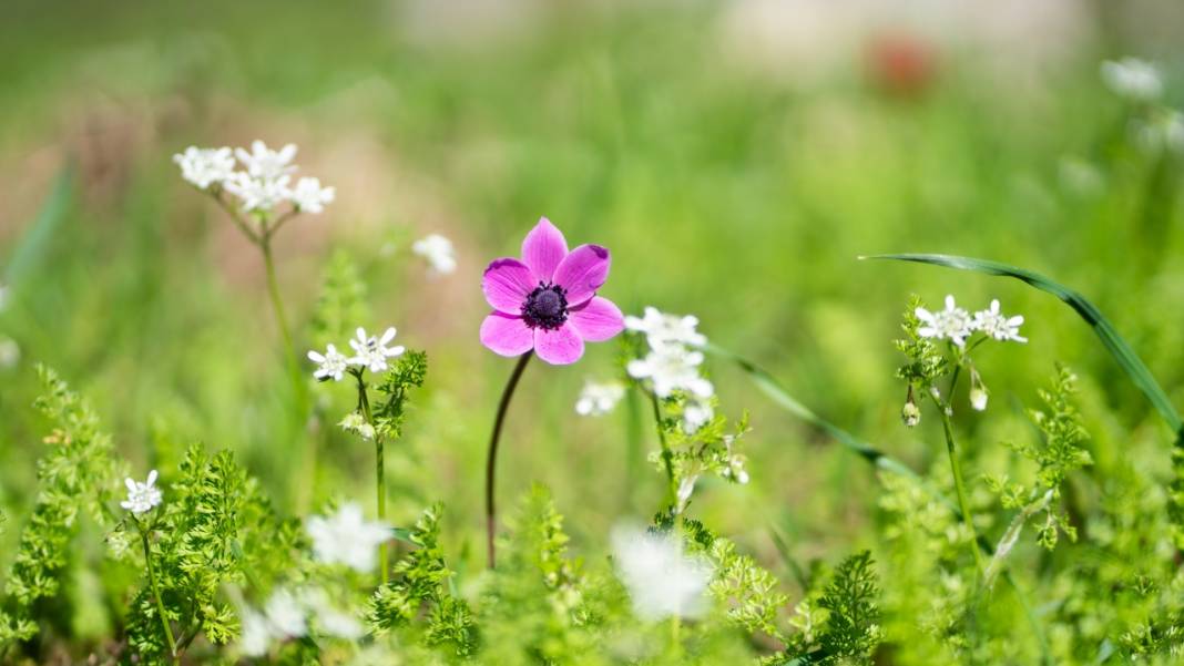Musa Dağı, ilkbaharın tefekkürüne ev sahipliği yapıyor 4