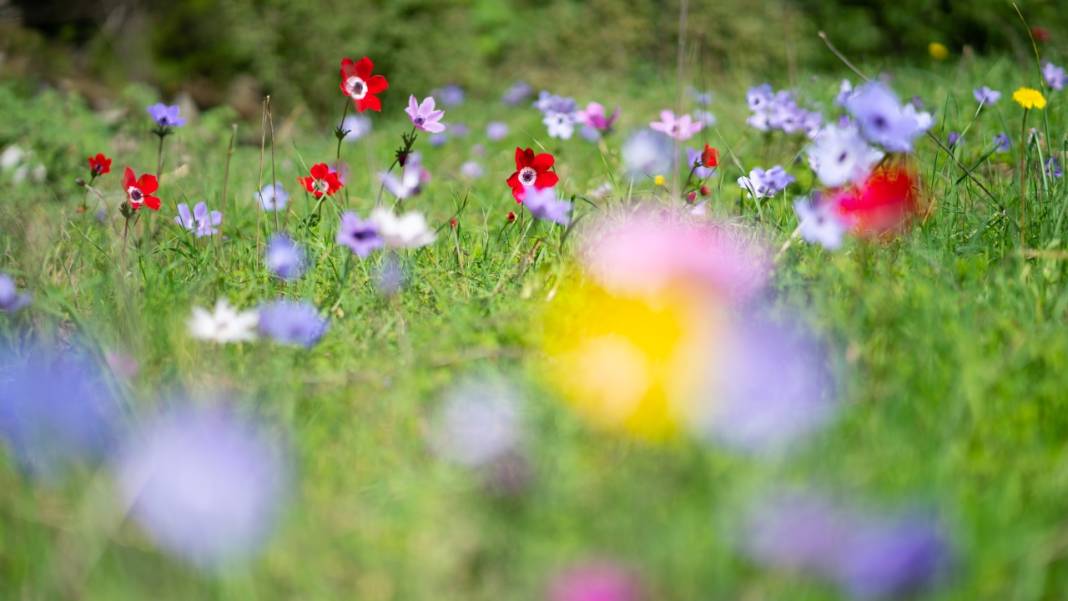 Musa Dağı, ilkbaharın tefekkürüne ev sahipliği yapıyor 5