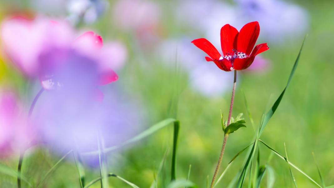 Musa Dağı, ilkbaharın tefekkürüne ev sahipliği yapıyor 7