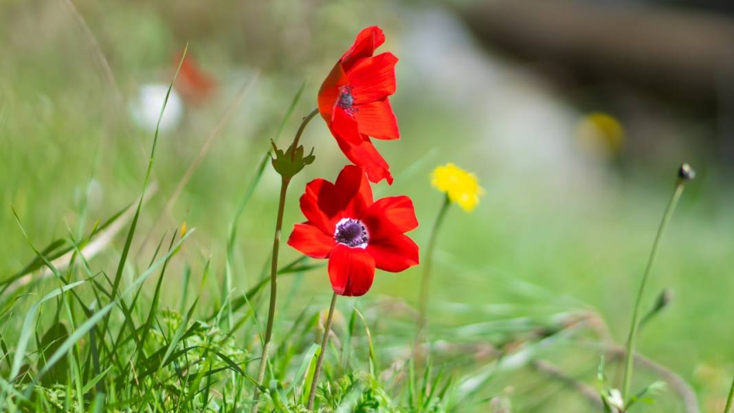Musa Dağı, ilkbaharın tefekkürüne ev sahipliği yapıyor 8