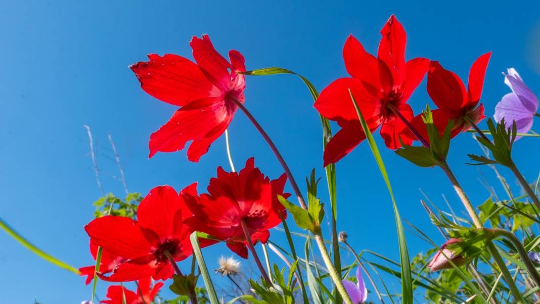 Musa Dağı, ilkbaharın tefekkürüne ev sahipliği yapıyor 9