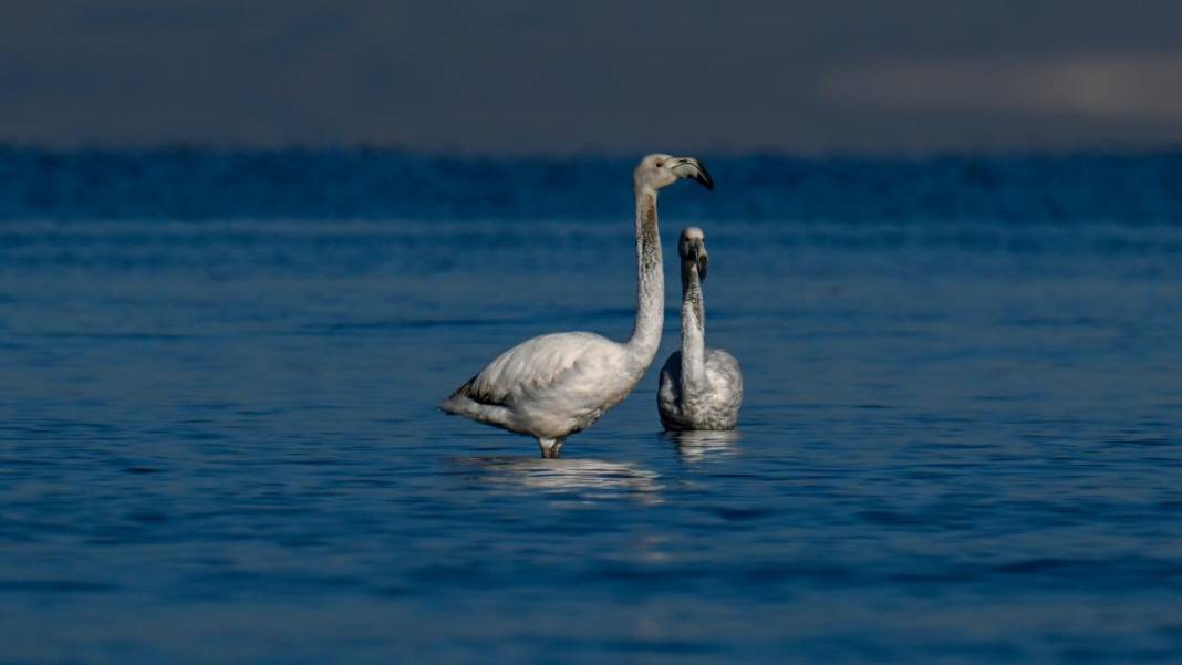 Van Gölü, beyaz dağlar ve flamingolar 10