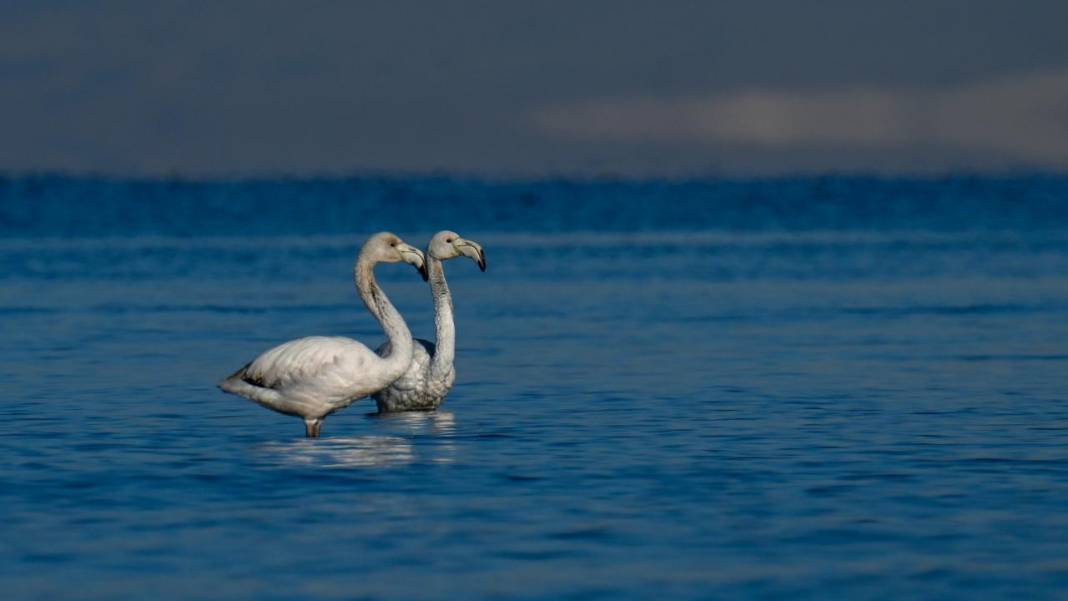Van Gölü, beyaz dağlar ve flamingolar 11