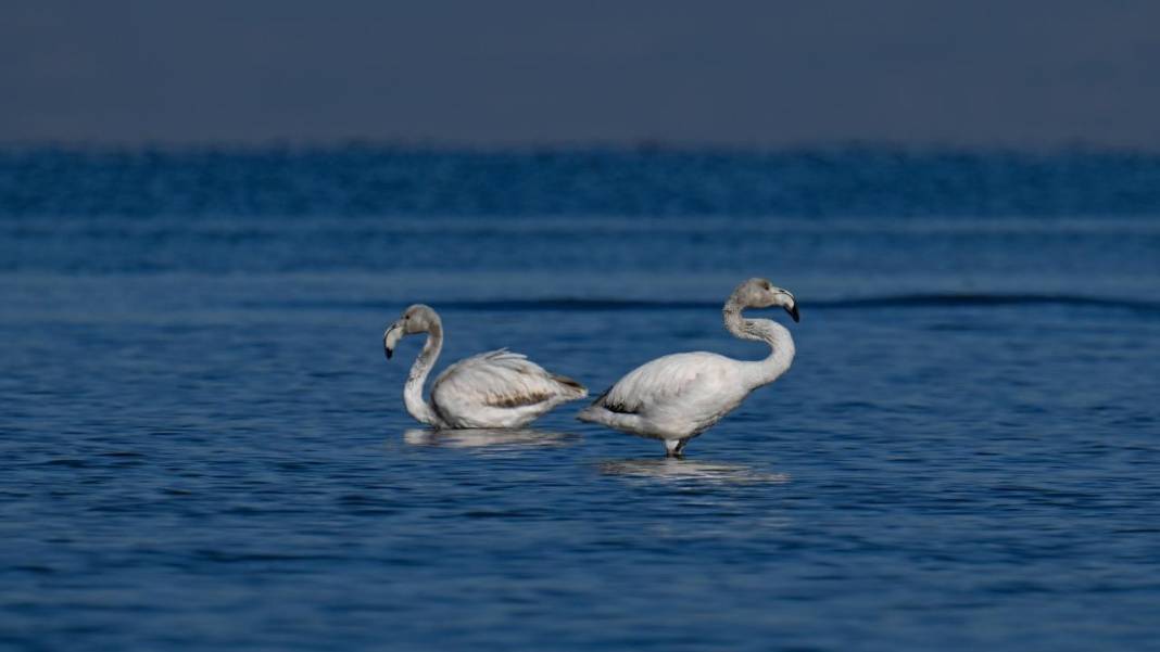 Van Gölü, beyaz dağlar ve flamingolar 13