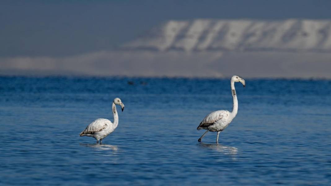 Van Gölü, beyaz dağlar ve flamingolar 14