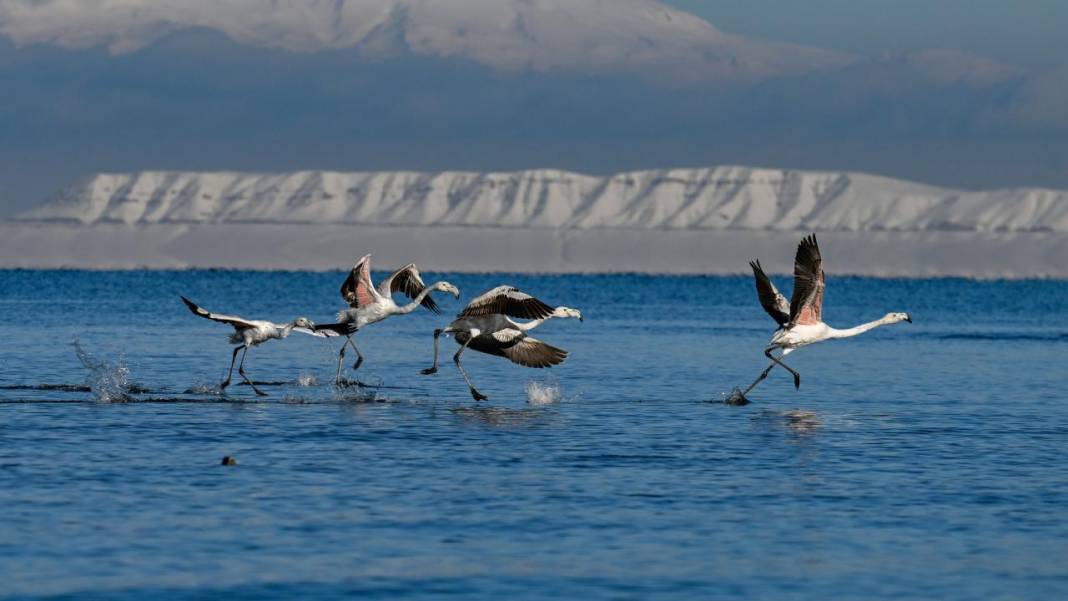 Van Gölü, beyaz dağlar ve flamingolar 15