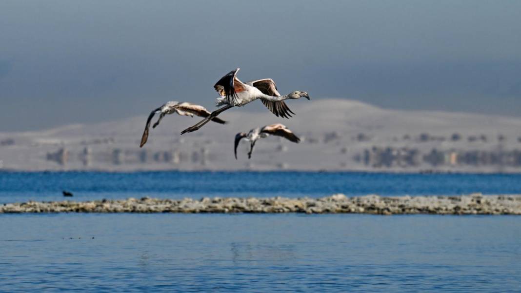 Van Gölü, beyaz dağlar ve flamingolar 16