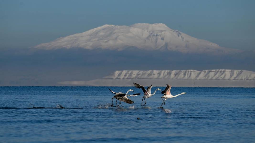 Van Gölü, beyaz dağlar ve flamingolar 2