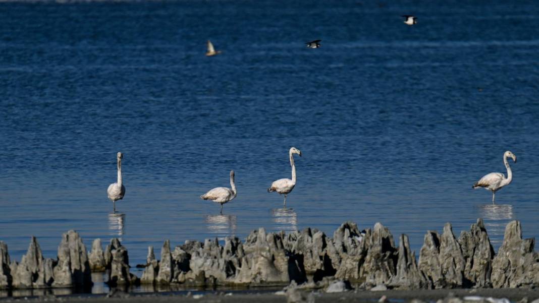 Van Gölü, beyaz dağlar ve flamingolar 3