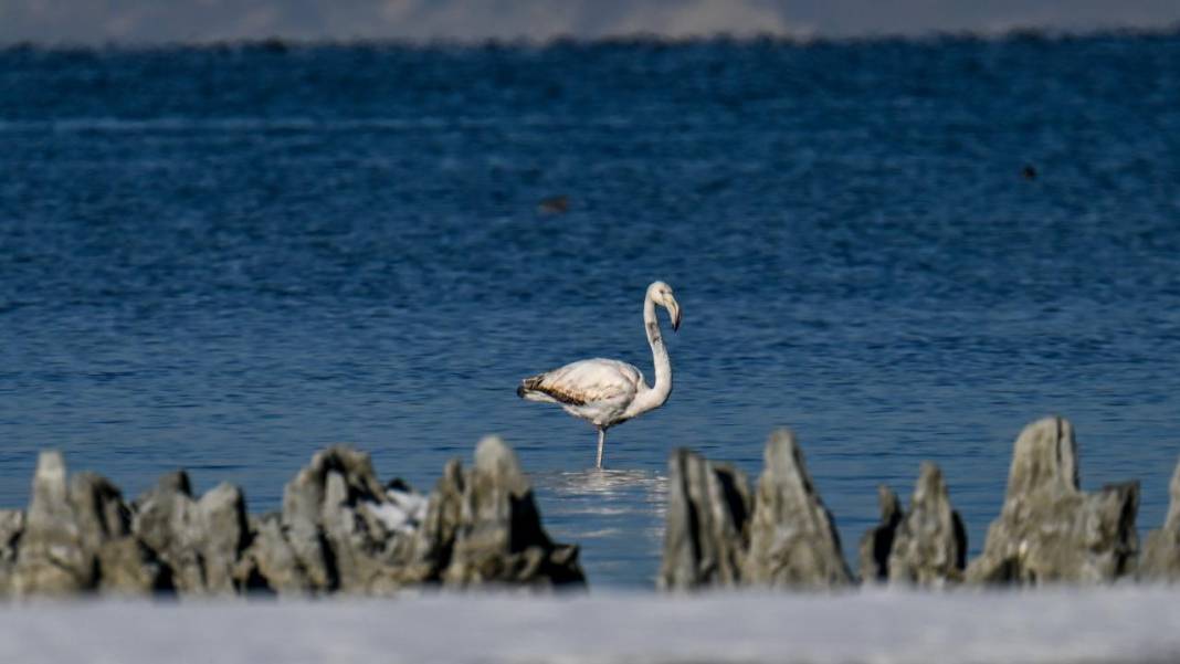 Van Gölü, beyaz dağlar ve flamingolar 4
