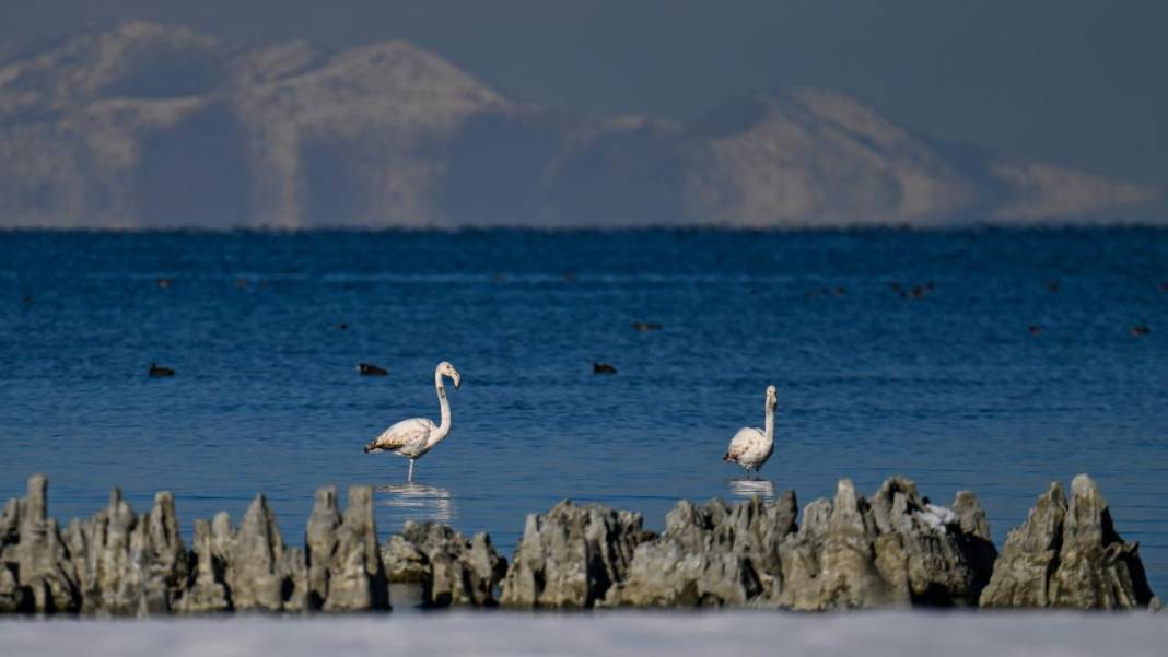 Van Gölü, beyaz dağlar ve flamingolar 5