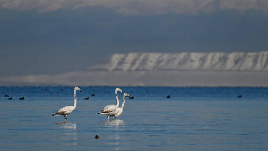 Van Gölü, beyaz dağlar ve flamingolar 6