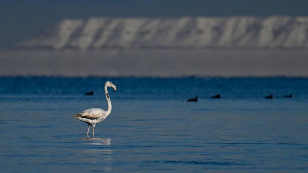 Van Gölü, beyaz dağlar ve flamingolar 7