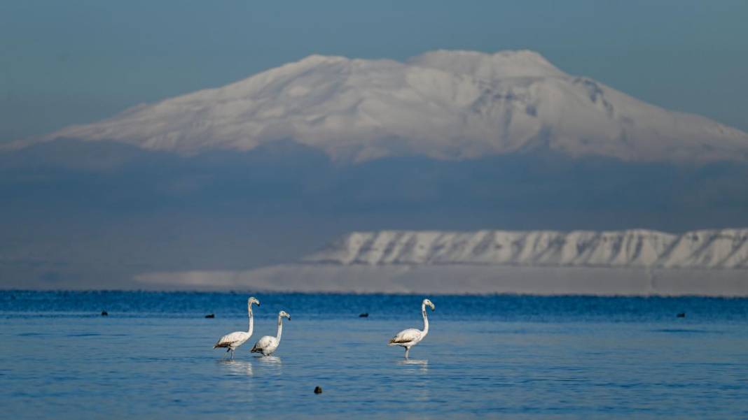 Van Gölü, beyaz dağlar ve flamingolar 8