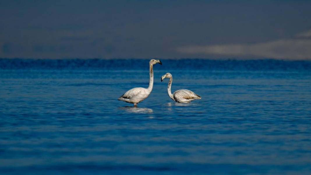 Van Gölü, beyaz dağlar ve flamingolar 9