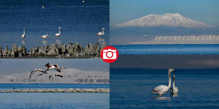 Van Gölü, beyaz dağlar ve flamingolar