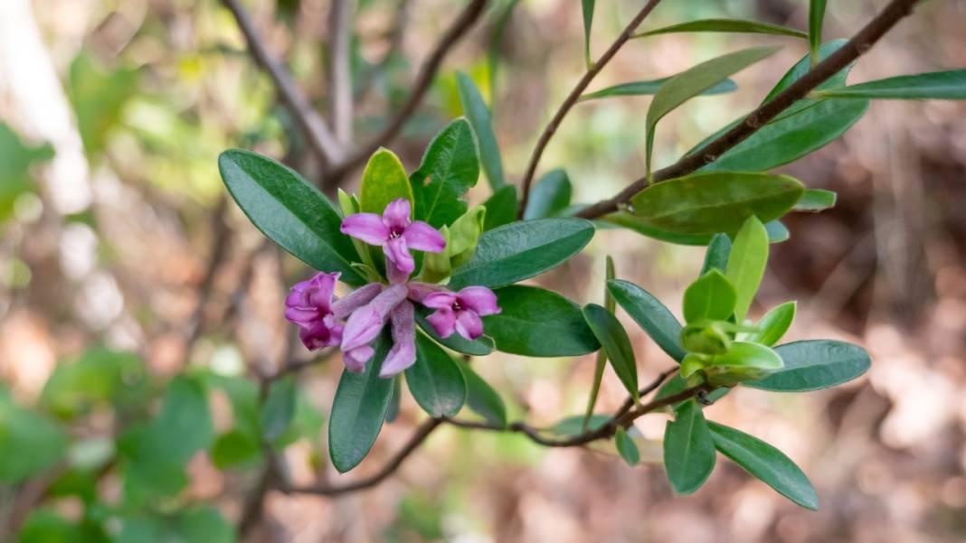 Hem tefekkür hem yürüyüş rotası: Kral Havuzu 13
