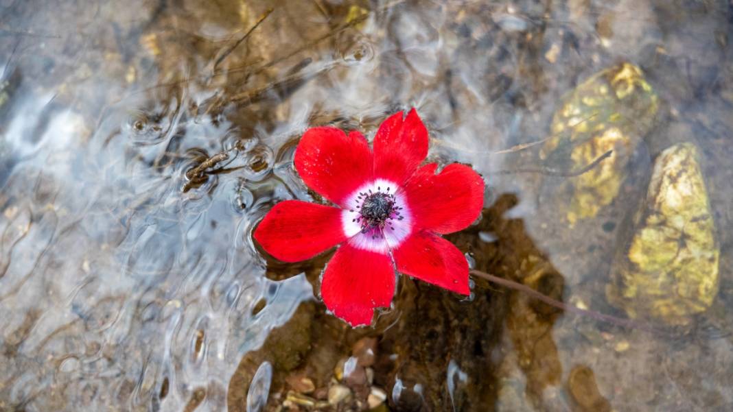 Hem tefekkür hem yürüyüş rotası: Kral Havuzu 5