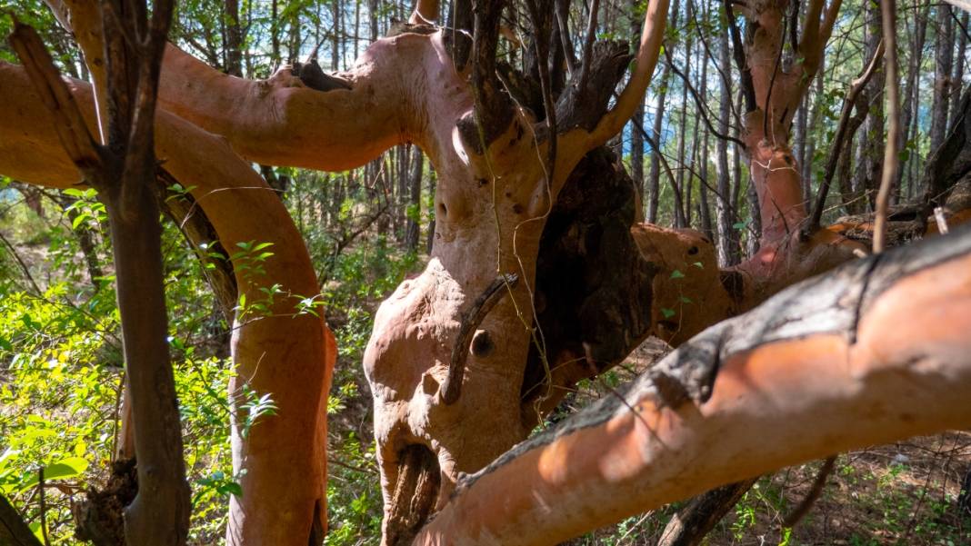 Hem tefekkür hem yürüyüş rotası: Kral Havuzu 8