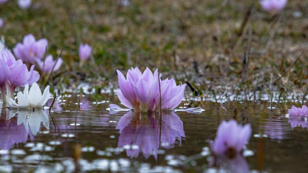 Havanın ısınmasıyla kır çiçekleri ile tabiat renklendi 10