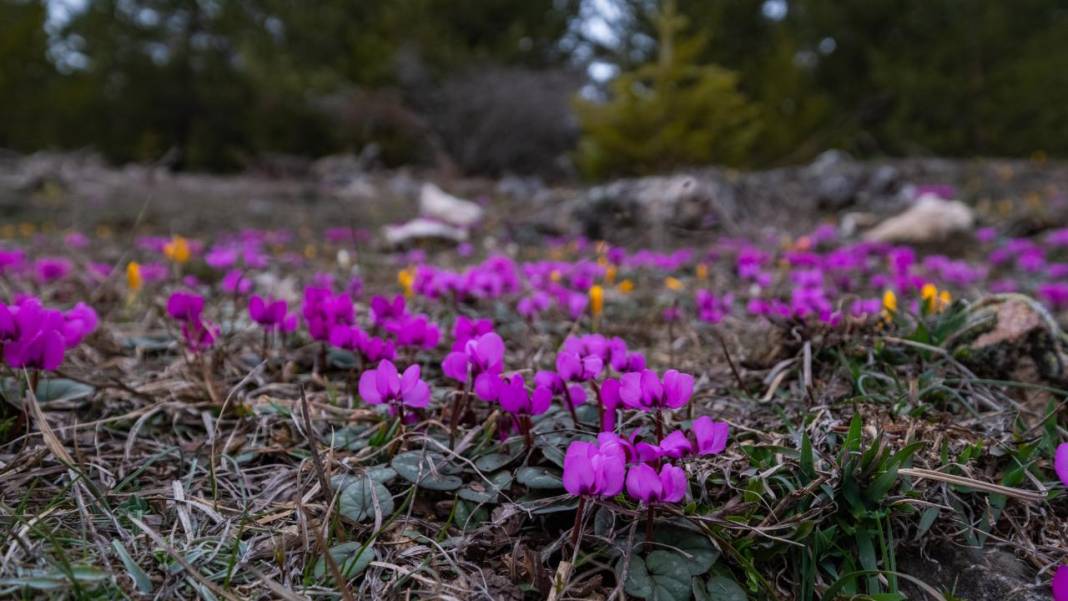 Havanın ısınmasıyla kır çiçekleri ile tabiat renklendi 12