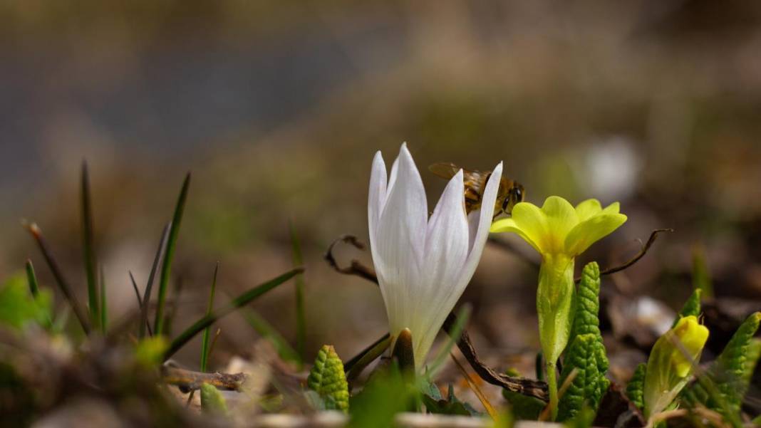 Havanın ısınmasıyla kır çiçekleri ile tabiat renklendi 13