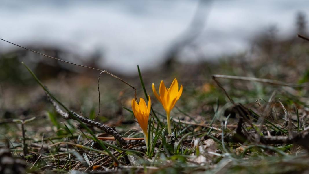 Havanın ısınmasıyla kır çiçekleri ile tabiat renklendi 2