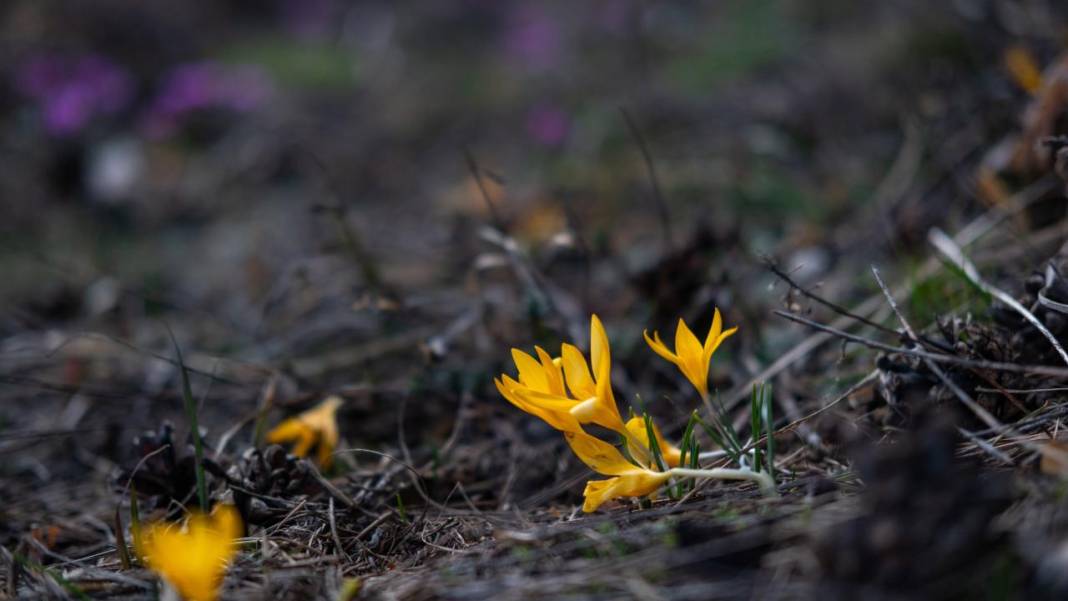 Havanın ısınmasıyla kır çiçekleri ile tabiat renklendi 3