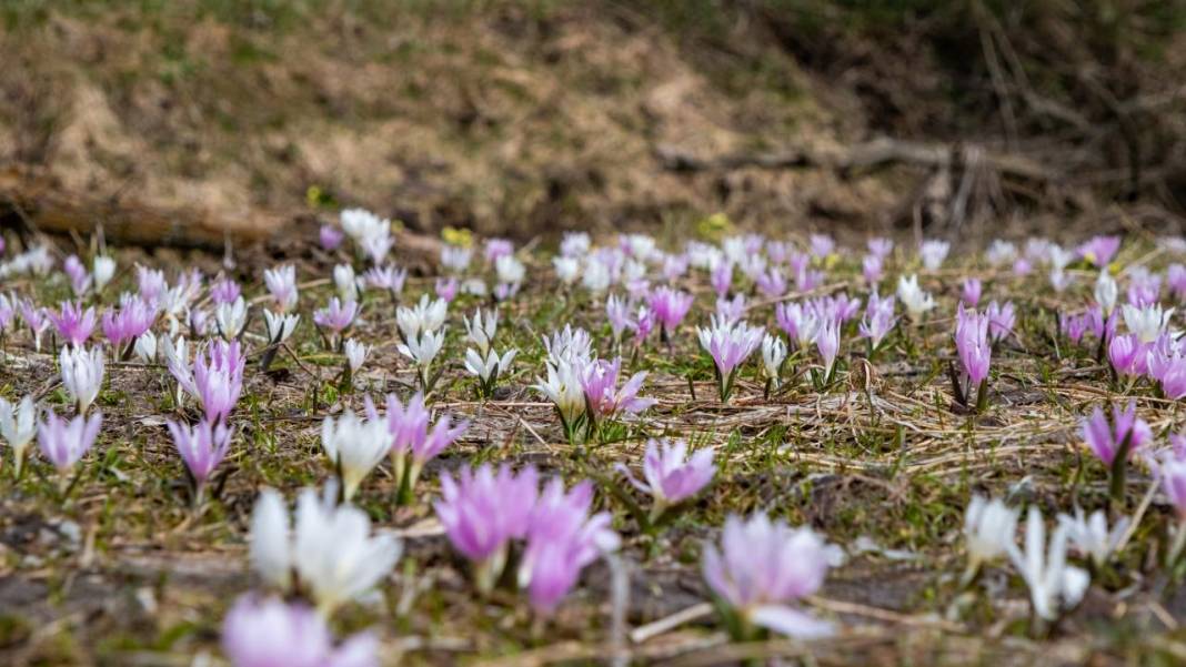 Havanın ısınmasıyla kır çiçekleri ile tabiat renklendi 4