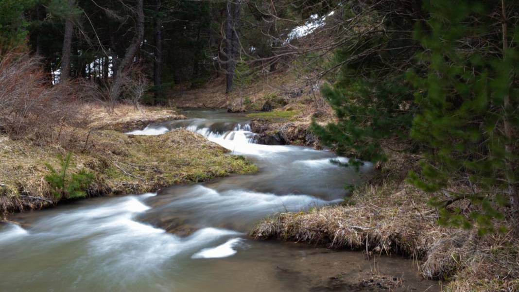 Havanın ısınmasıyla kır çiçekleri ile tabiat renklendi 5