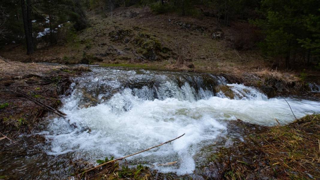 Havanın ısınmasıyla kır çiçekleri ile tabiat renklendi 6